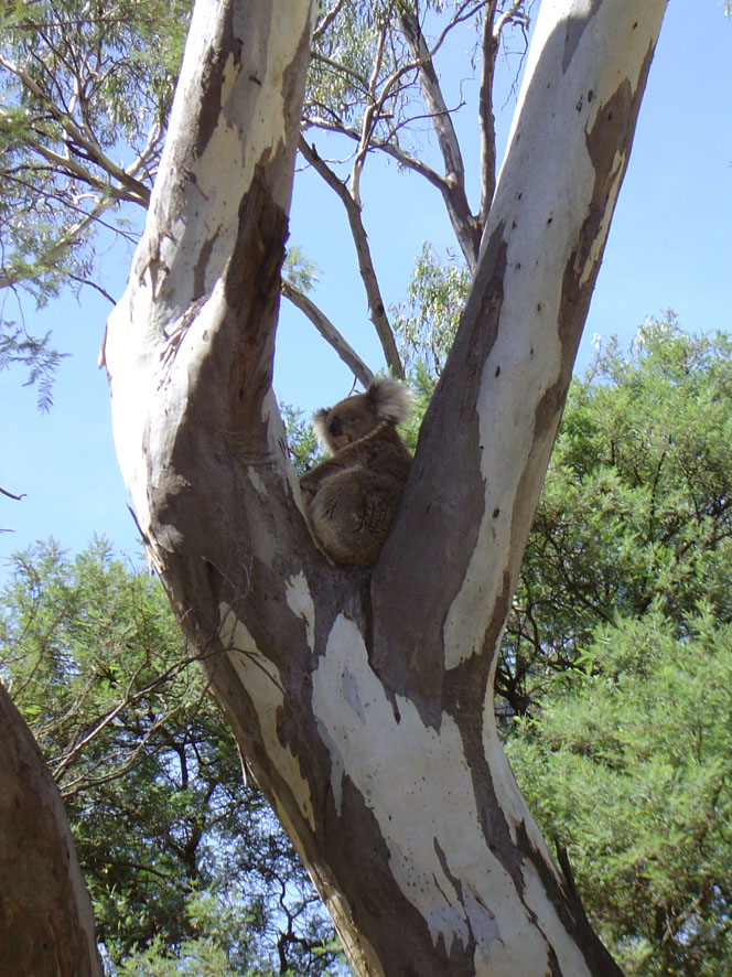Year 8 school camp - bush survival activities